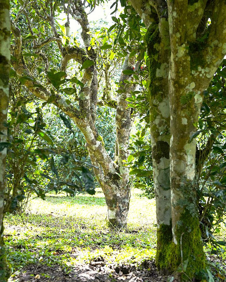 Sous-bois d'une forêt de théiers anciens, troncs couverts de mousse et de lichen